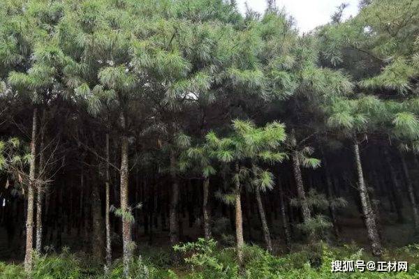 半岛体育木材常见的品种有哪些？(图1)