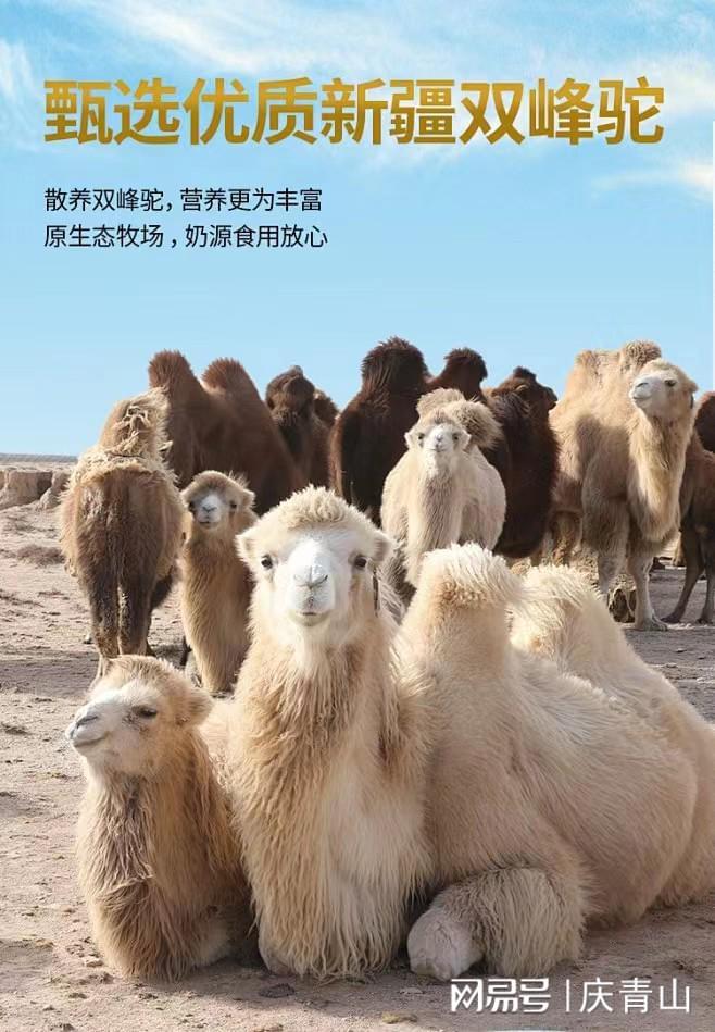 新疆驼半岛体育奶粉排名前十名的有哪些新疆驼奶制品中的佼佼者(图3)
